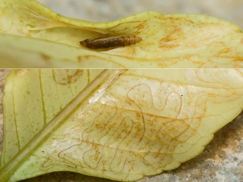 Phyllocnistis citrella